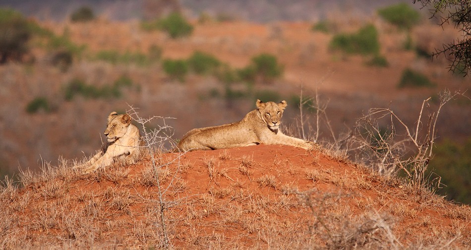 junge Löwen im Lumo Conservancy
